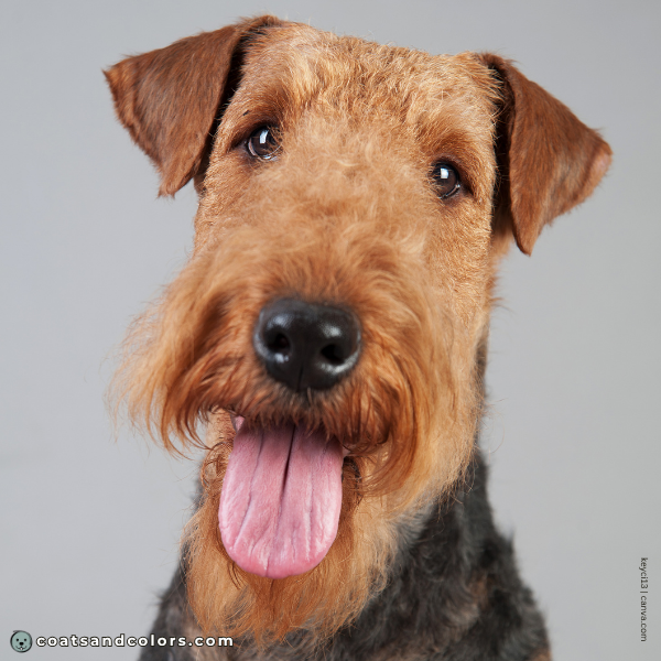 coatsandcolors.com Airedale Terrier Colors brown eyes
