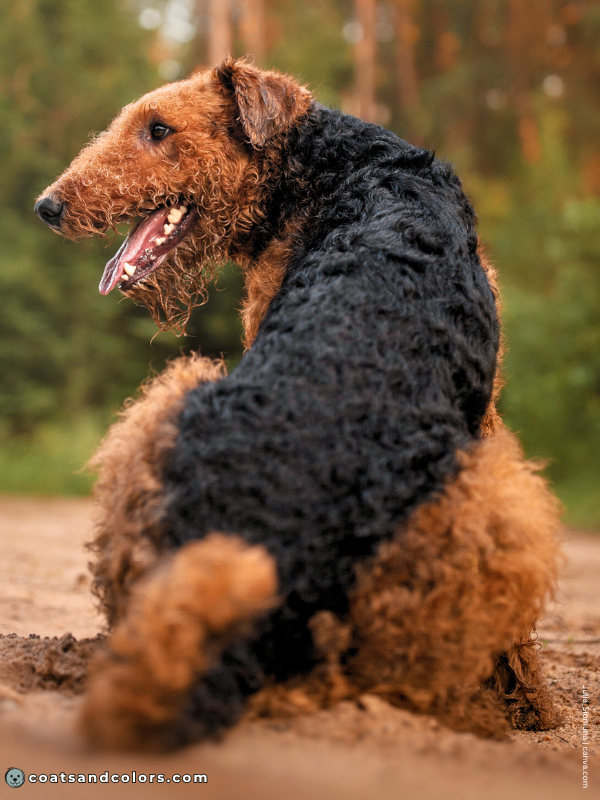 coatsandcolors.com Airedale Terrier Colors coat type back