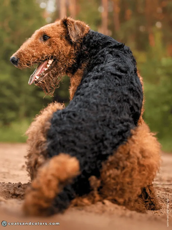 coatsandcolors.com Airedale Terrier Colors coat type back
