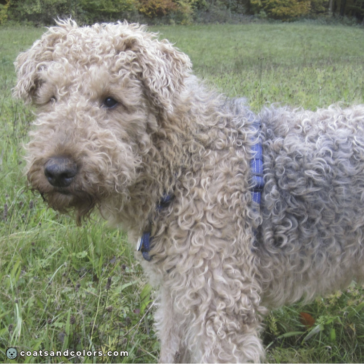 coatsandcolors.com Airedale Terrier Colors coat type shaggy curly