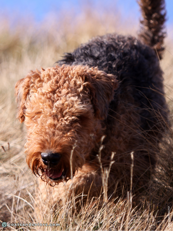 coatsandcolors.com Airedale Terrier Colors curly long