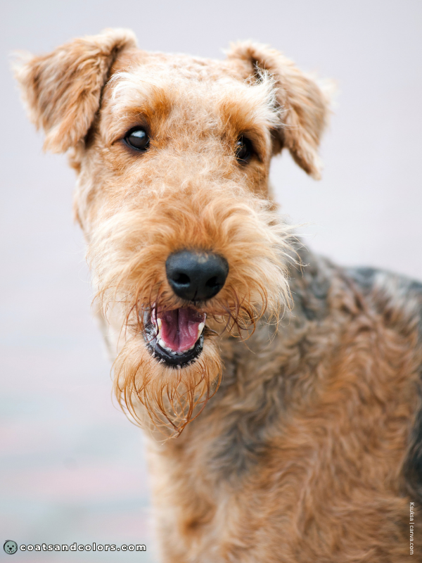 coatsandcolors.com Airedale Terrier Colors grizzle tan 1