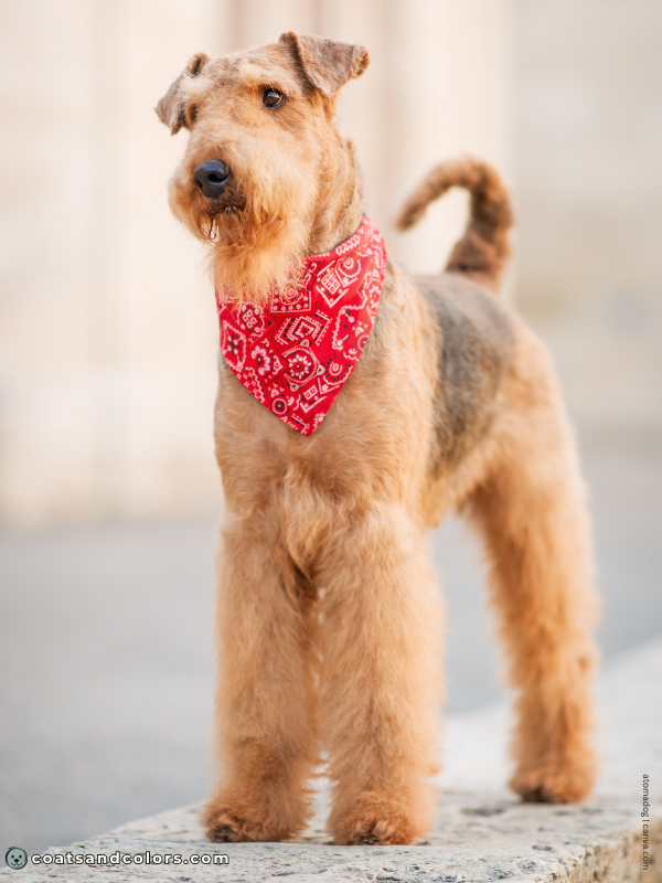 coatsandcolors.com Airedale Terrier Colors grizzle tan 2