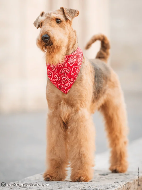 coatsandcolors.com Airedale Terrier Colors grizzle tan 2