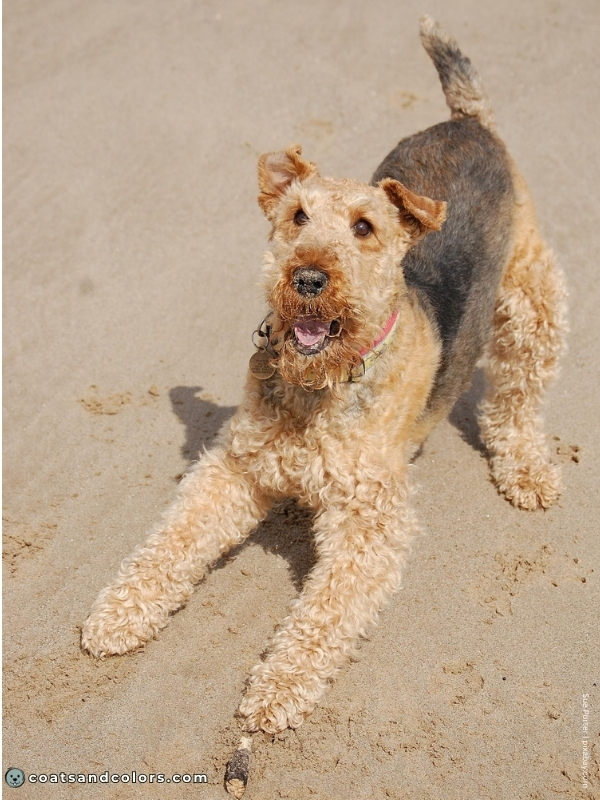 coatsandcolors.com Airedale Terrier Colors intensity 1