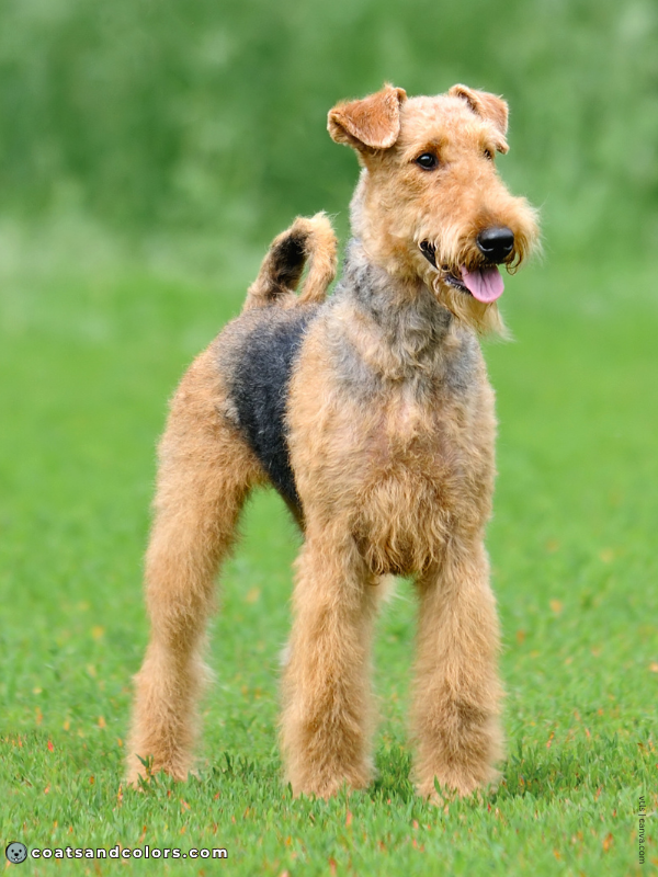 coatsandcolors.com Airedale Terrier Colors intensity 2