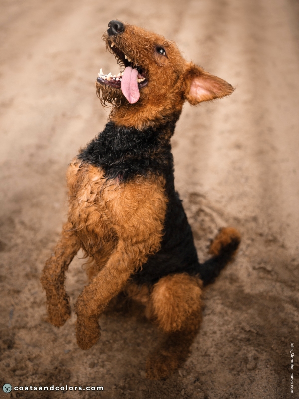 coatsandcolors.com Airedale Terrier Colors intensity 3