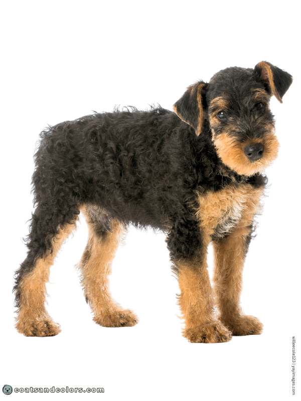 coatsandcolors.com Airedale Terrier Colors puppy coat transition 1