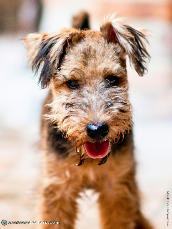 coatsandcolors.com Airedale Terrier Colors puppy coat transition 2