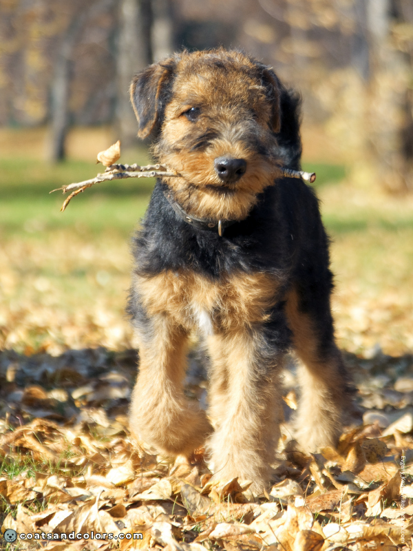 coatsandcolors.com Airedale Terrier Colors puppy coat transition 3
