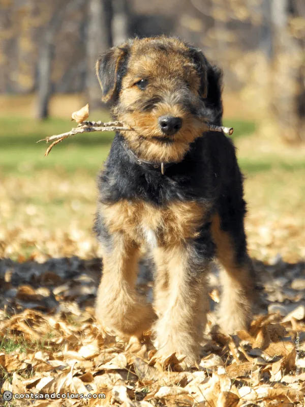 coatsandcolors.com Airedale Terrier Colors puppy coat transition 3