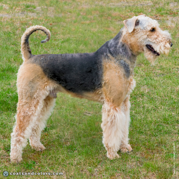 coatsandcolors.com Airedale Terrier Colors red fading