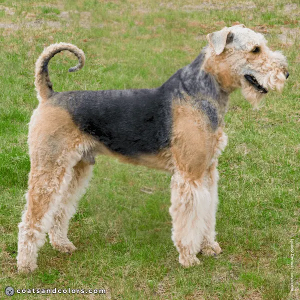 coatsandcolors.com Airedale Terrier Colors red fading