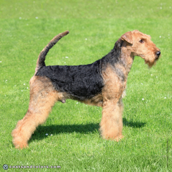 coatsandcolors.com Airedale Terrier Colors saddle comparison 1