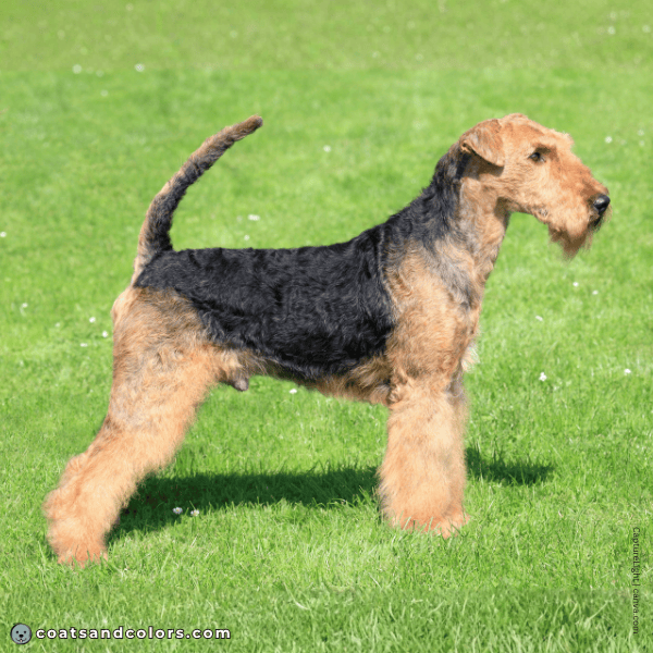 coatsandcolors.com Airedale Terrier Colors saddle comparison 1