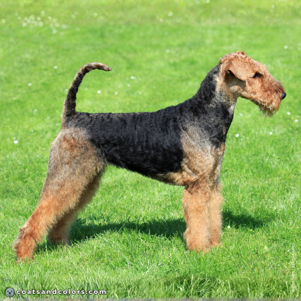 coatsandcolors.com Airedale Terrier Colors saddle comparison 1b