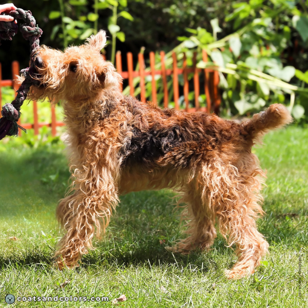 coatsandcolors.com Airedale Terrier Colors saddle fading 2