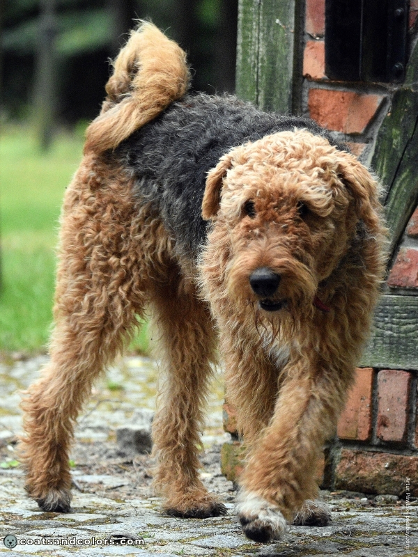coatsandcolors.com Airedale Terrier Colors white paw