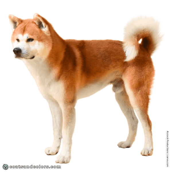 coatsandcolors.com Akita Inu COlors base color black