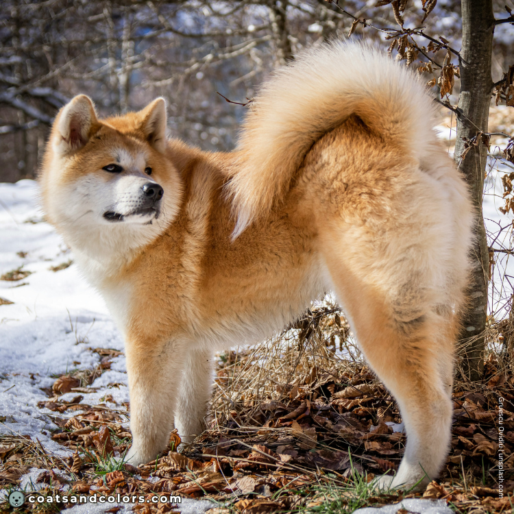 coatsandcolors.com Akita Inu COlors base red sable countershading