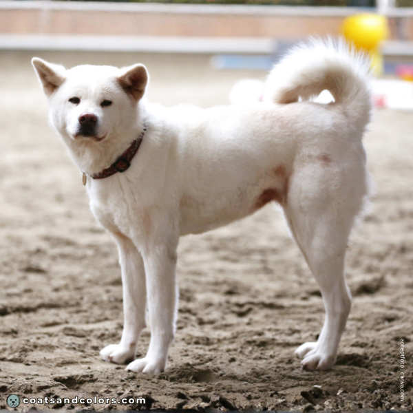 coatsandcolors.com Akita Inu COlors ibase pattern e e