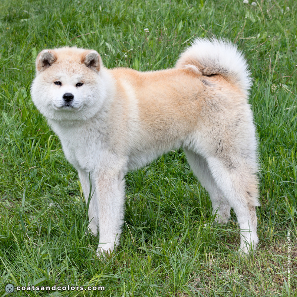 coatsandcolors.com Akita Inu COlors intensity 1
