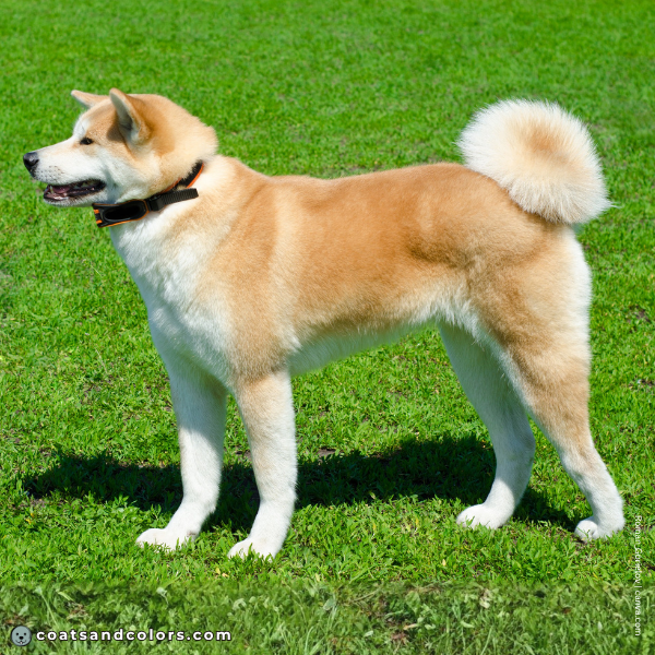 coatsandcolors.com Akita Inu COlors intensity 2