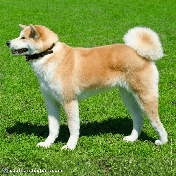 coatsandcolors.com Akita Inu COlors intensity 2