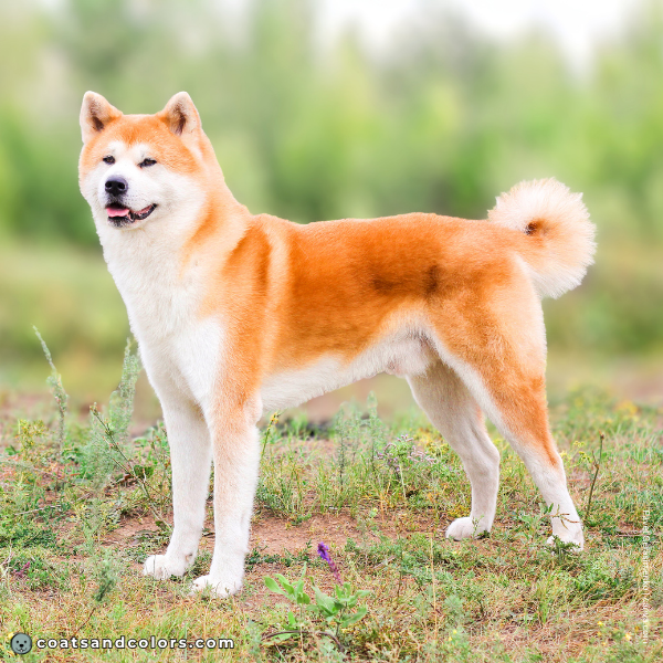 coatsandcolors.com Akita Inu COlors intensity vivid red