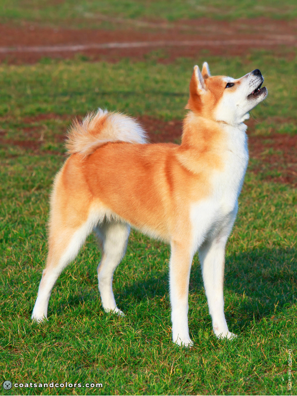 coatsandcolors.com Akita Inu COlors red 1