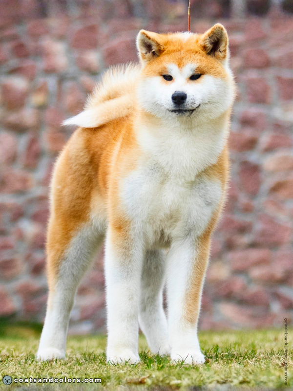 coatsandcolors.com Akita Inu COlors red 3