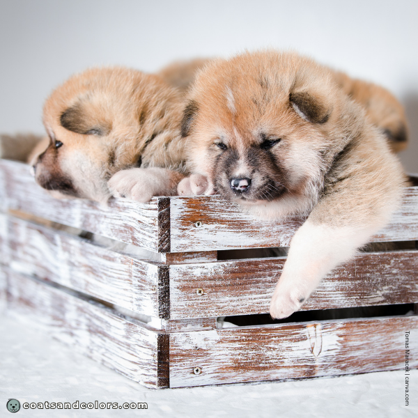coatsandcolors.com Akita Inu COlors red puppy white leg