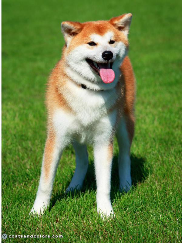 coatsandcolors.com Akita Inu COlors urajiro 1