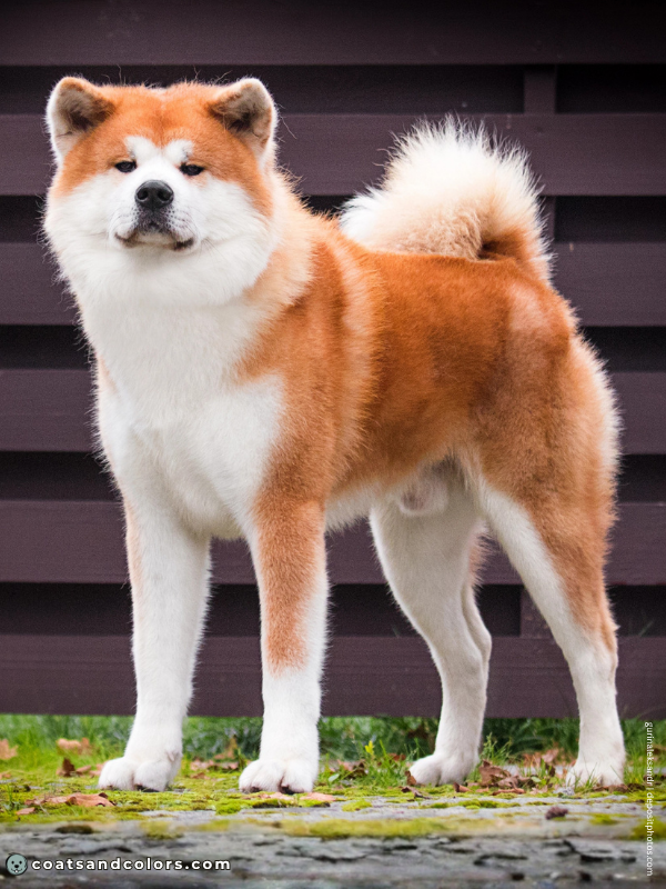 coatsandcolors.com Akita Inu COlors urajiro 2