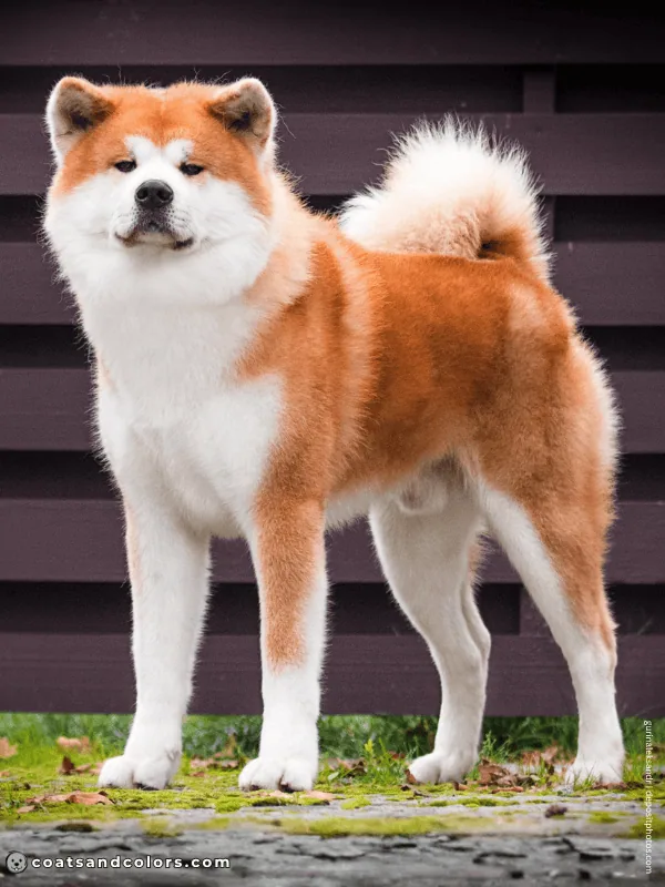 coatsandcolors.com Akita Inu COlors urajiro 2