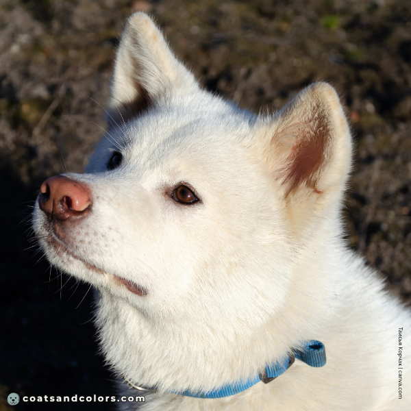 coatsandcolors.com Akita Inu COlors white brown eyes