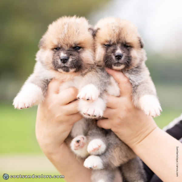 coatsandcolors.com Akita Inu COlors young red puppies white socks