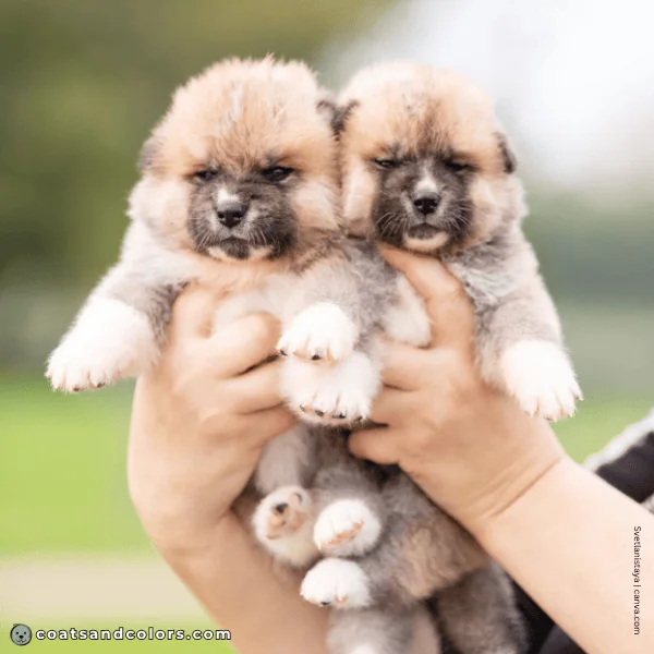 coatsandcolors.com Akita Inu COlors young red puppies white socks