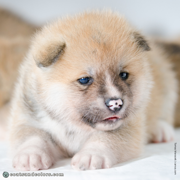 coatsandcolors.com Akita Inu Colors puppy pink spotted nose
