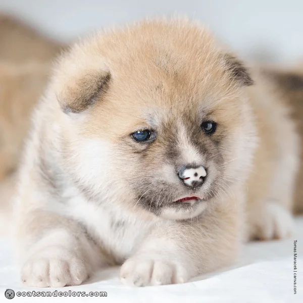 coatsandcolors.com Akita Inu Colors puppy pink spotted nose