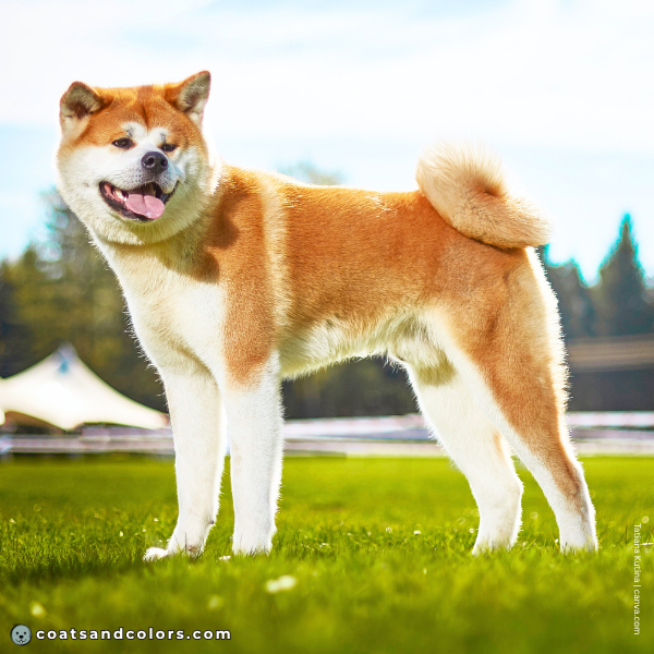 coatsandcolors.com Akita Inu Colors red adult