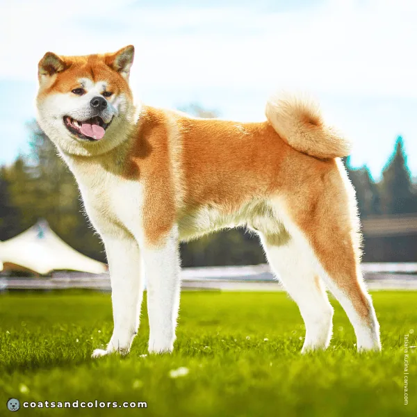coatsandcolors.com Akita Inu Colors red adult