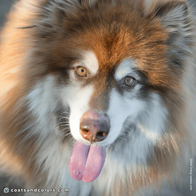 coatsandcolors.com Alaskan Malamute Coat Colors amber eyes