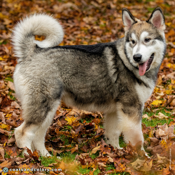 coatsandcolors.com Alaskan Malamute Coat Colors base pattern agouti