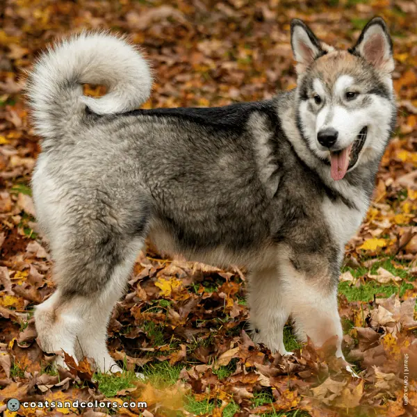 coatsandcolors.com Alaskan Malamute Coat Colors base pattern agouti