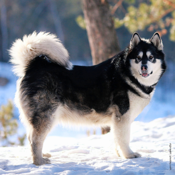 coatsandcolors.com Alaskan Malamute Coat Colors base pattern tan point 2