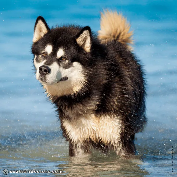 coatsandcolors.com Alaskan Malamute Coat Colors base pattern tan point
