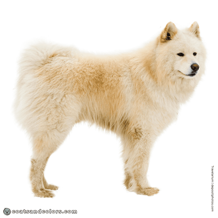 coatsandcolors.com Alaskan Malamute Coat Colors base pettern ee
