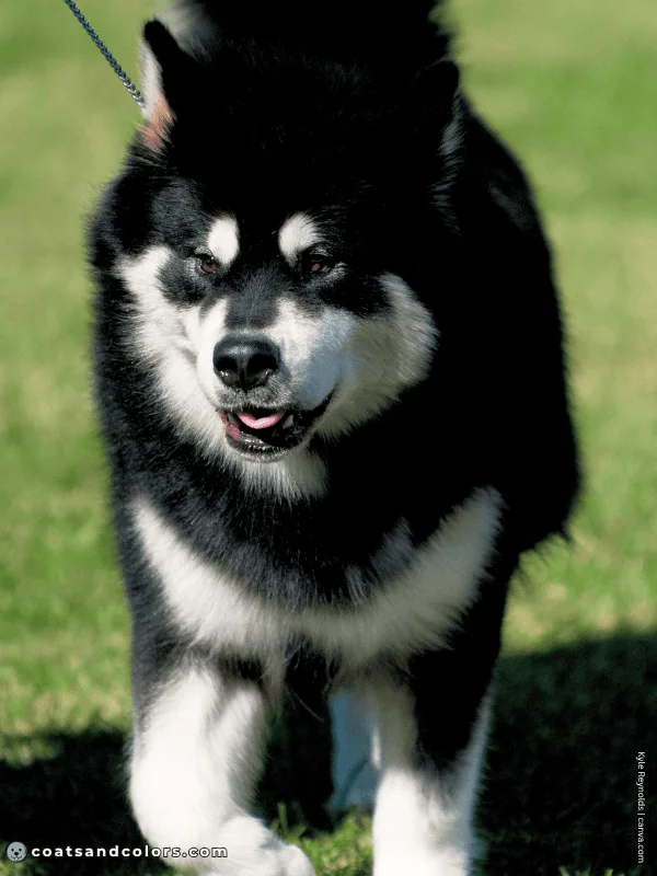 coatsandcolors.com Alaskan Malamute Coat Colors black white 2