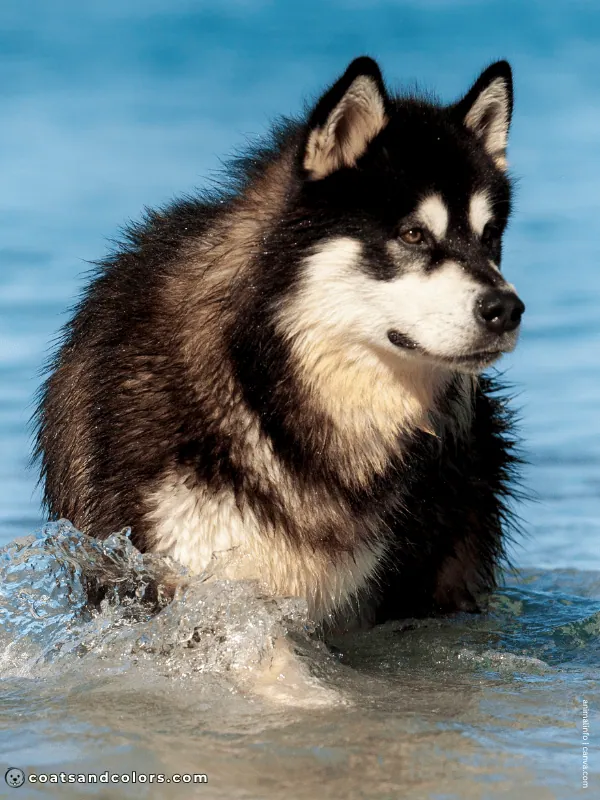 coatsandcolors.com Alaskan Malamute Coat Colors black white 3